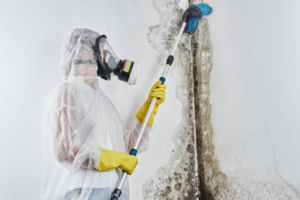 Professional Mold Inspection in Sparta, IL