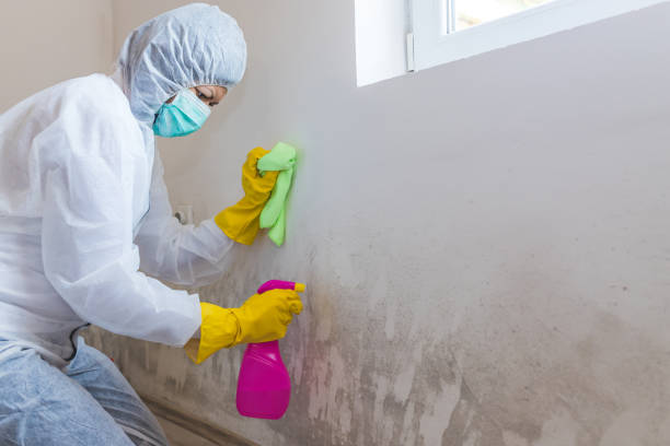 Best Residential Mold Inspection & Testing  in Sparta, IL