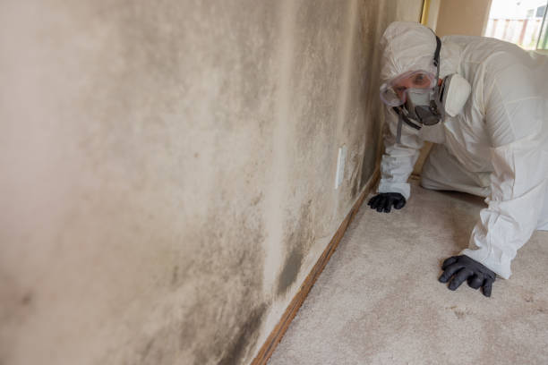 Best Mold Damage Restoration  in Sparta, IL