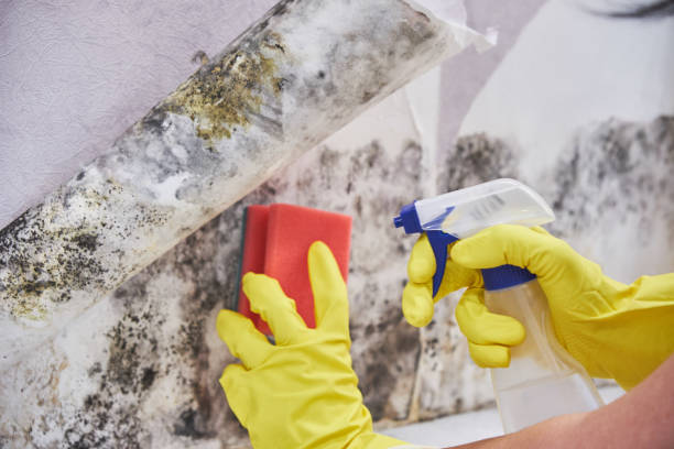 Why You Should Choose Our Mold Remediation Services in Sparta, IL